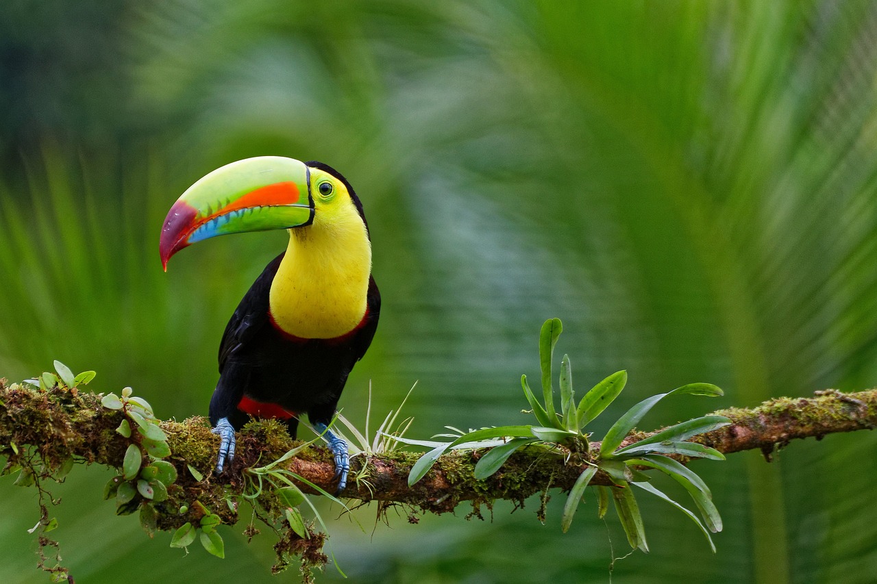 tropical, ornithology, toucan-7494186.jpg